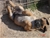 Aristotele - Triola Cane Corso